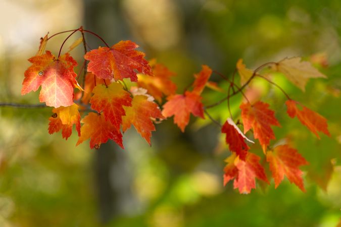 Maple leaves at Northland Arboretum in Brainerd, MN