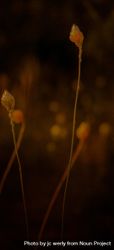 Close up of long onion grass on dark evening 0yQBj0