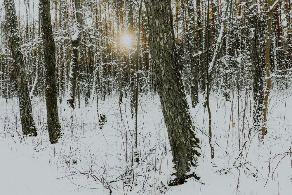 Winter forest at sunrise