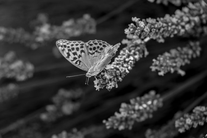 Close up of butterfly on lavender plant