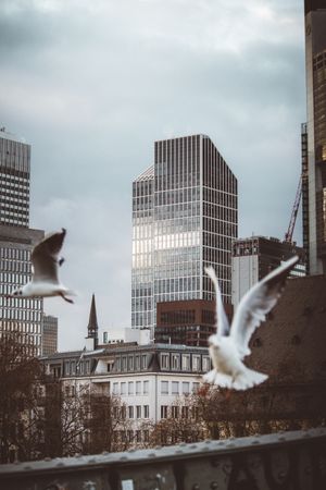 Birds flying over the city in Frankfurt, Germany
