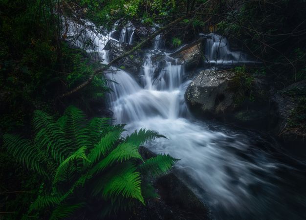 River running between stones in moss in forest