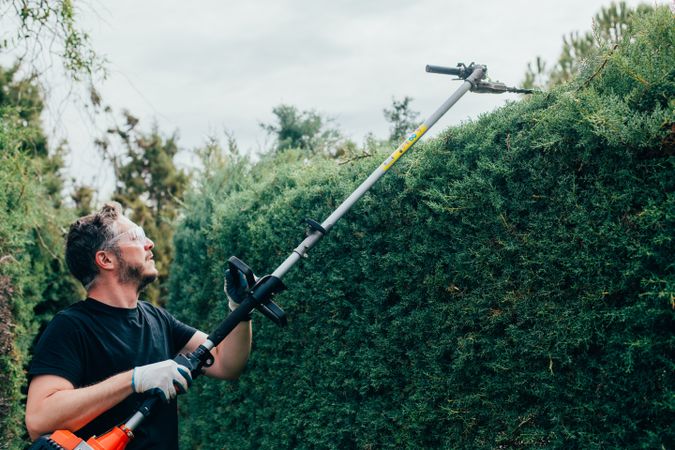 Man pruning arizonica hedge