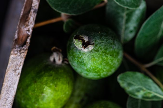 Close up of organic fruit feijoa