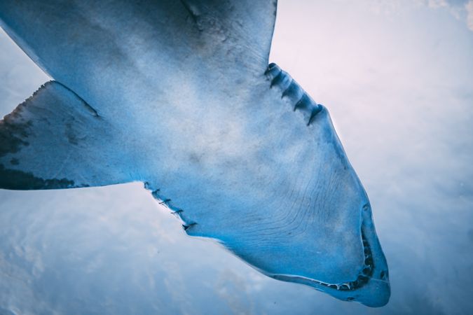 Underwater shot of shark