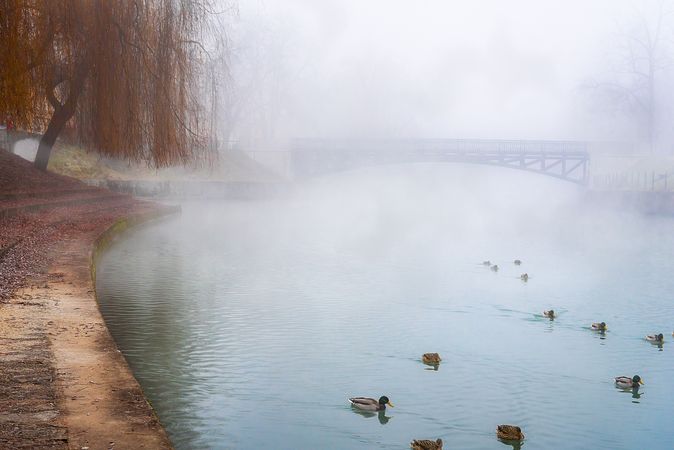 Wild ducks on a misty river