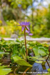 Portrait shot of purple lotus  growing in a pond 4B8d30