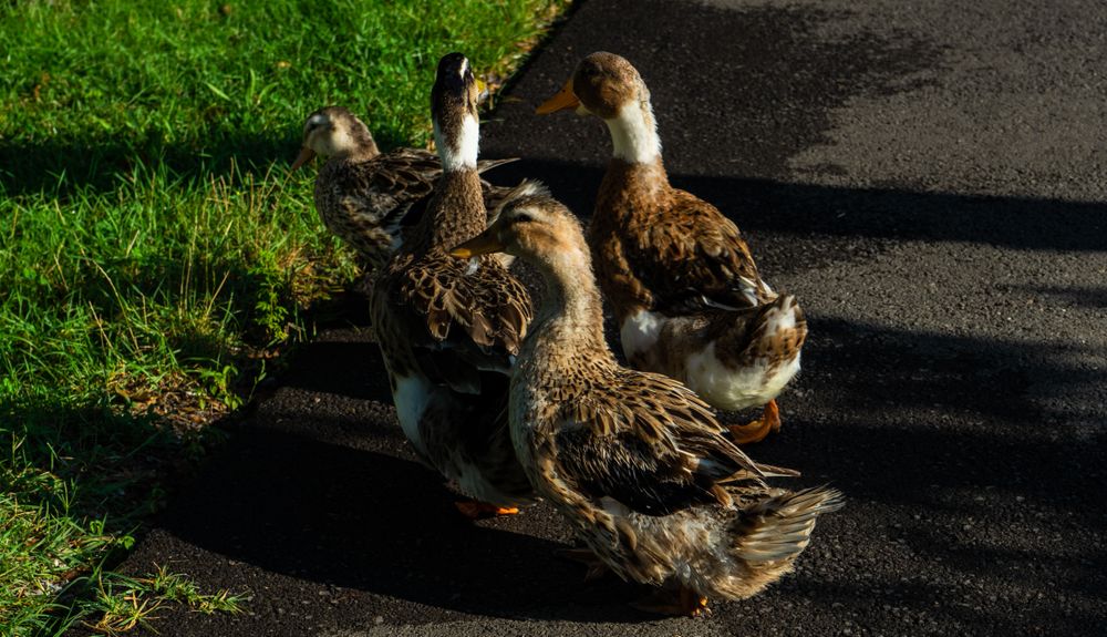 Cute ducks in Lopota lake