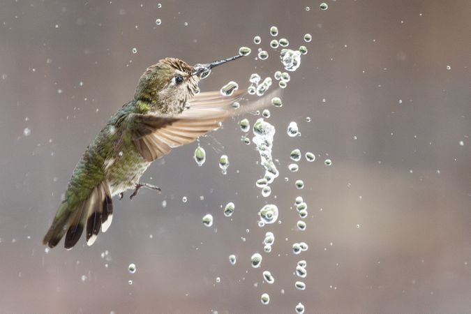 Beautiful Immature Male Anna's Hummingbird Enjoying The Water Fountain