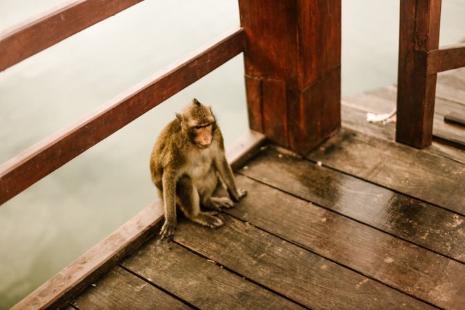 monkey sitting on wood near water