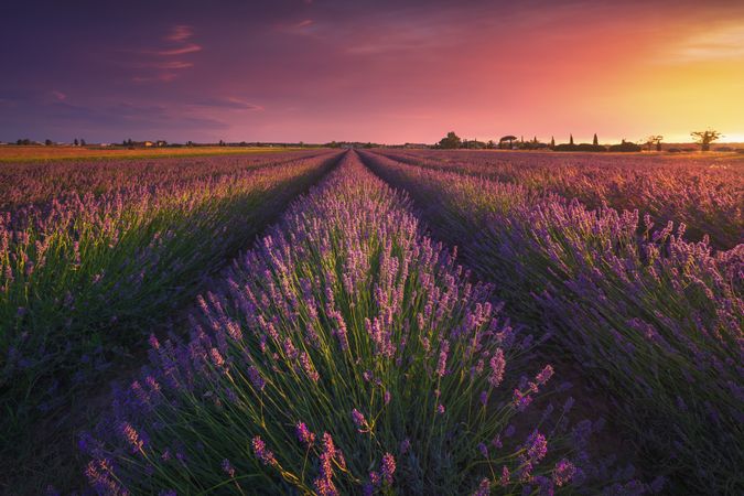 Lavender flowers fields and beautiful sunset in Livorno province, Italy