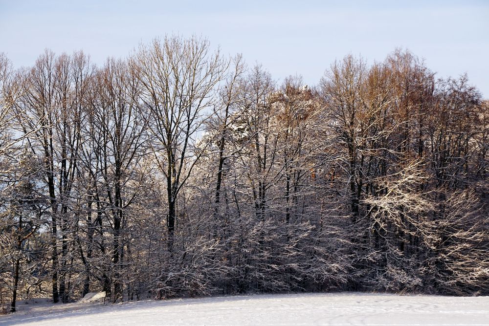 Evergreen forest covered with snow under blue sky