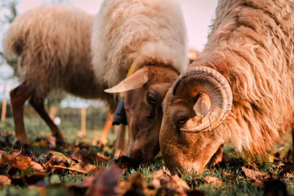 Sheep eating green grass on field