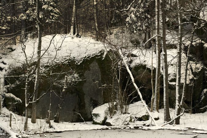 Snowy wild forest growing on rocky slope