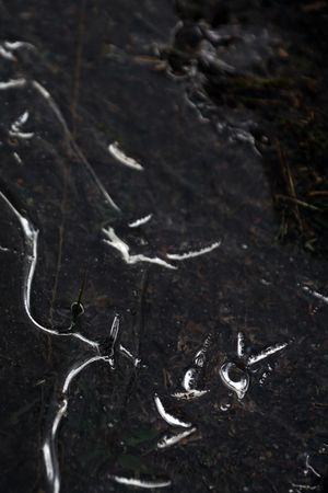 Fragment of thin ice on dark frozen river
