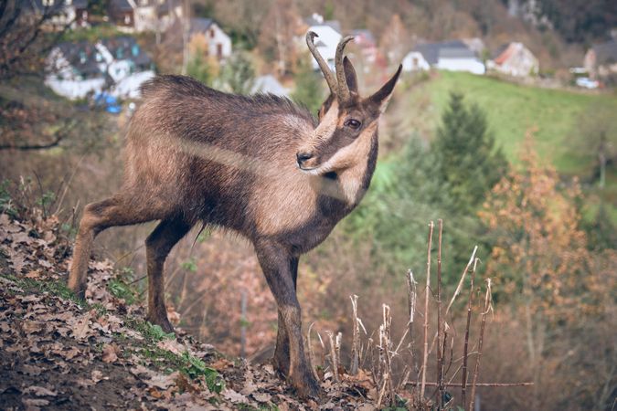 Wild chamois on slope in mountains