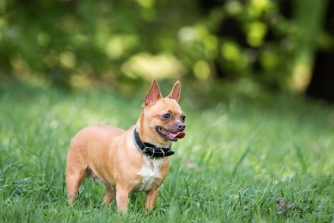 Brown chihuahua dog on green grass field during daytime