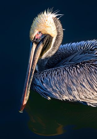 Pelican on water