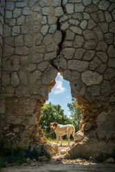 Dog behind breach in old wall