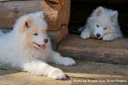 Two Japanese Spitz puppies sitting on wooden floor 5w8dZ4