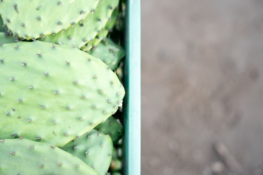 Some harvested nopales are stacked inside of a crate