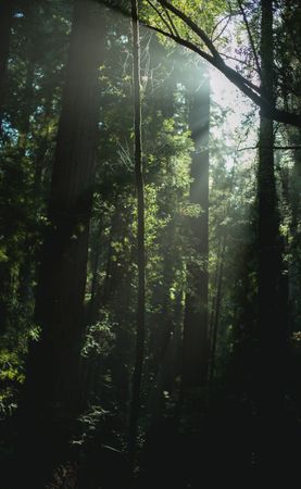 High green trees in forest in summer