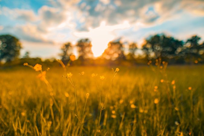 Delicate yellow flowers in a field at dusk