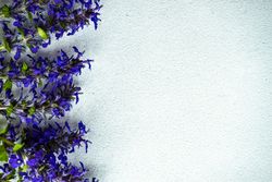 Blue flowers lined on side of grey counter