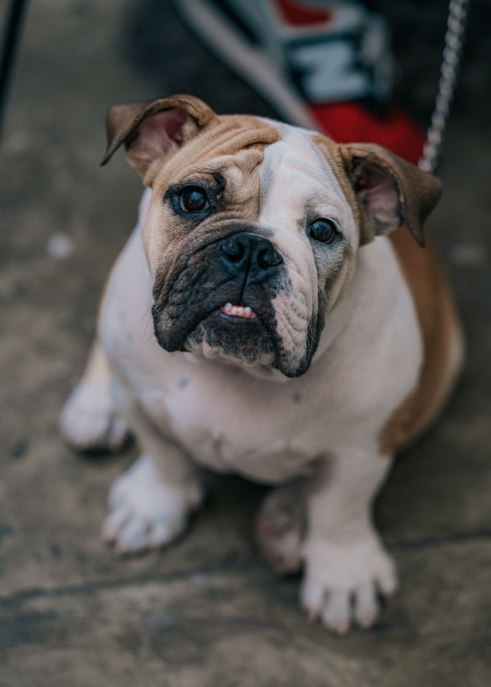 English bulldog sitting on ground