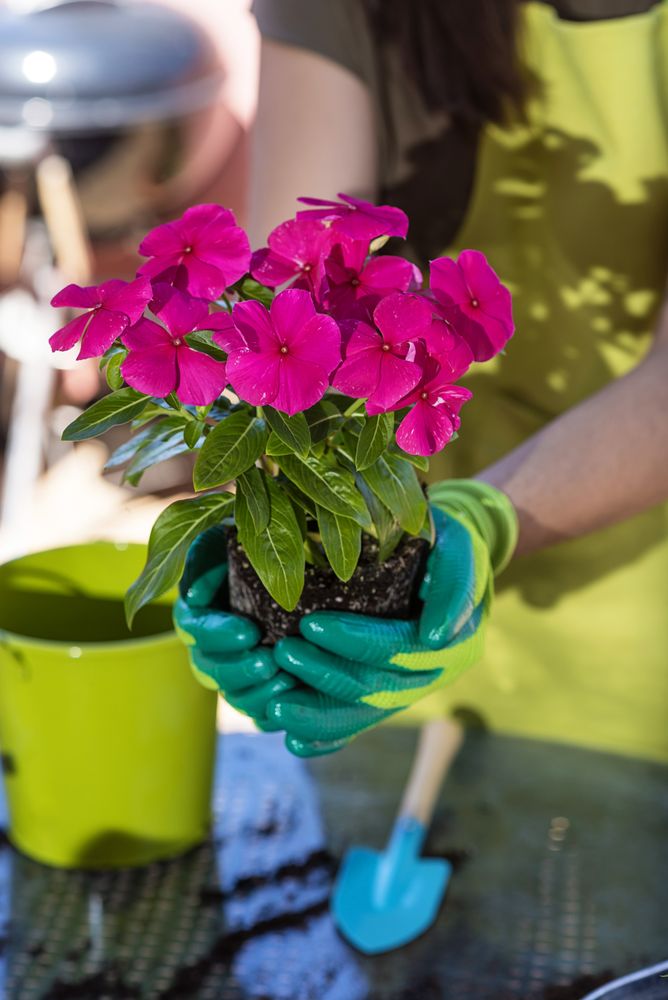 A young person holding soil with new pink plant