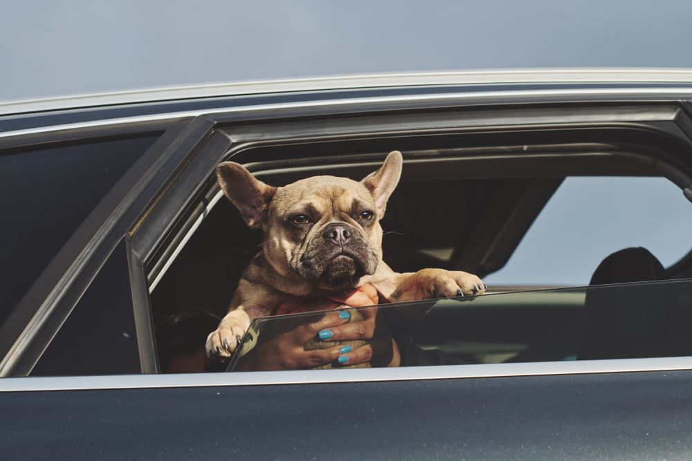 Dog being held out of car window