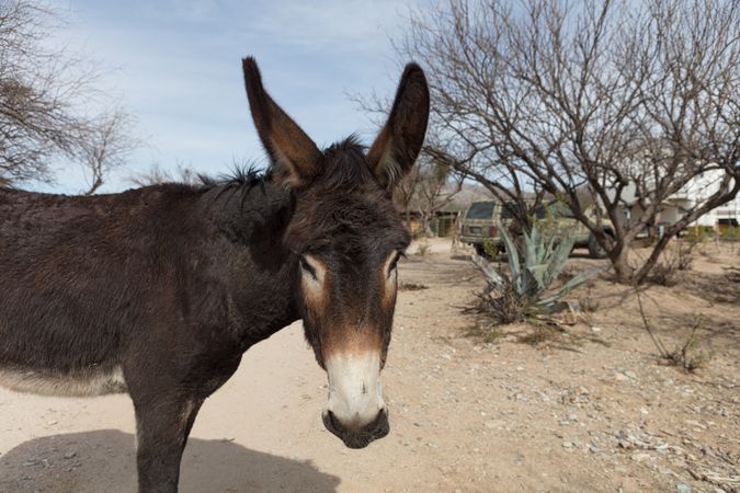 Donkey in dry desert yard of Arizona donkey sanctuary