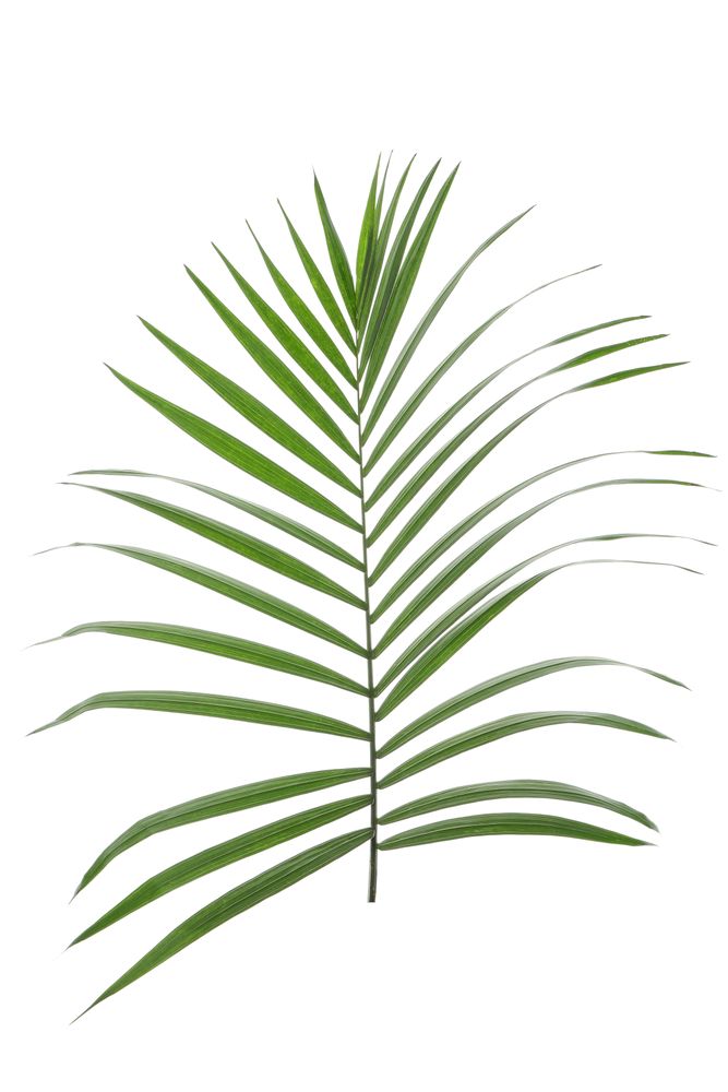 Beautiful tropical palm leaf on blank background