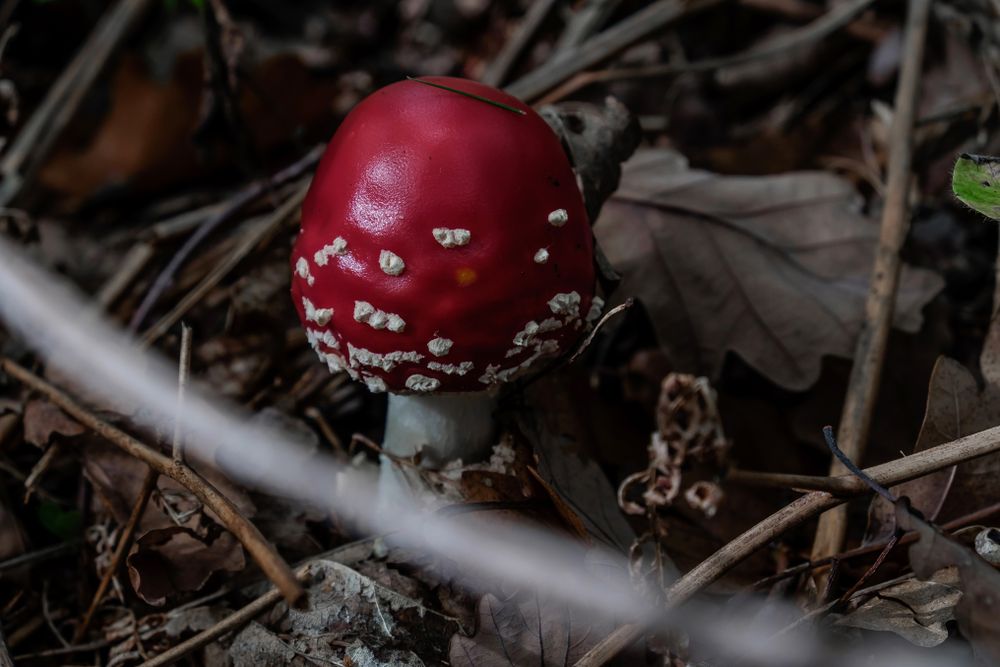 Single agaric mushroom on forest bed