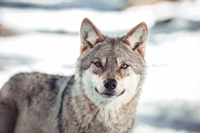 Wolf on hill near stones and snow