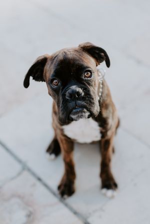 Serious cute dog important sitting on asphalt