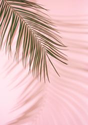 Tropical palm leaf with shadows against pink background