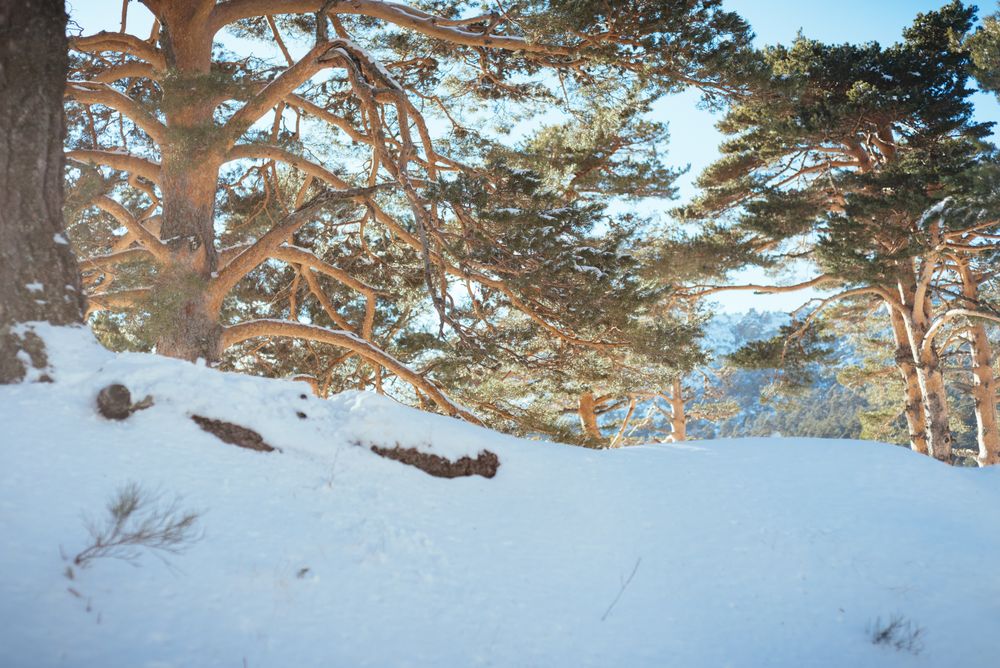 Snowy charming landscape in winter forest