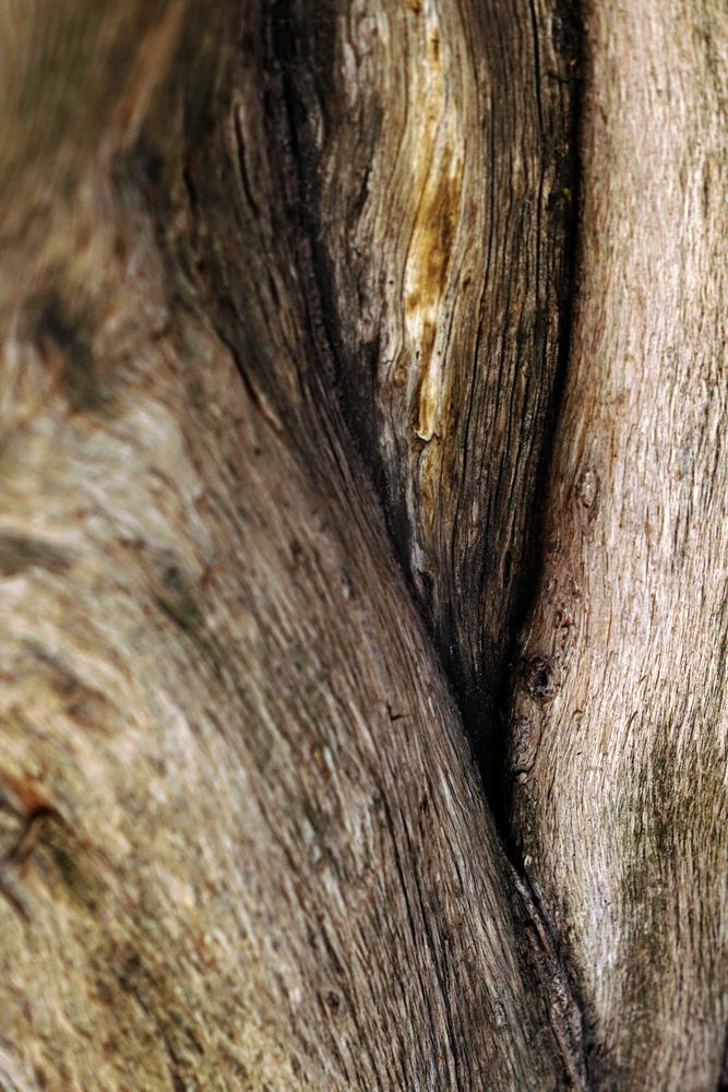 Texture of brown tree bark in nature
