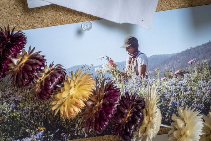 Picture of picture on cork board with dried flowers in foreground