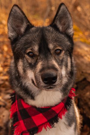Dark husky with red checked scarf