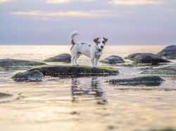 Jack Russell Terrier standing on rock on water
