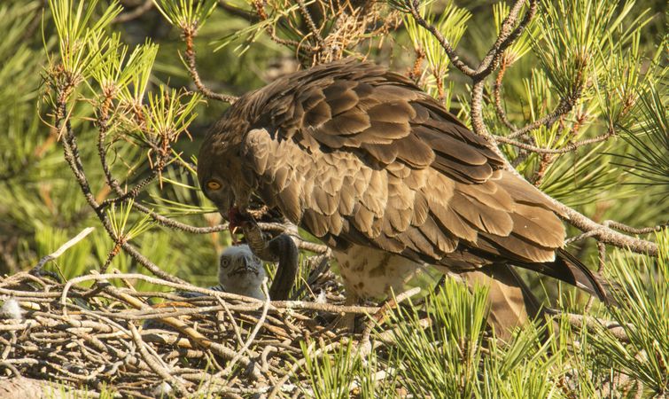 Eagle feeding newborn bird in nest