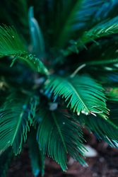 Close up of palm bush branches