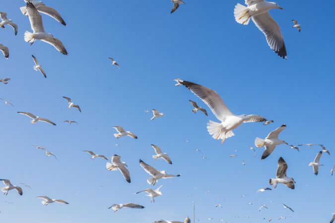 Sea gulls flying in blue sky