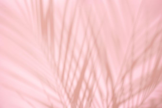 Tropical palm leaf shadows against pink background