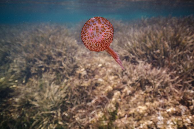 Amazing jellyfish swimming in ocean