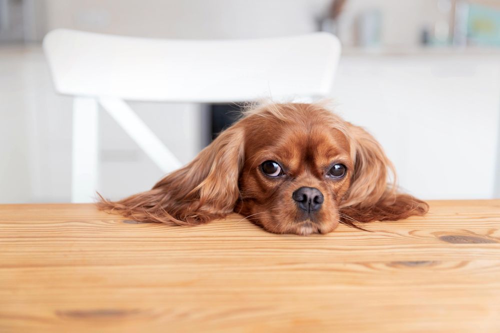 Tired cavalier spaniel sitting at the dining table