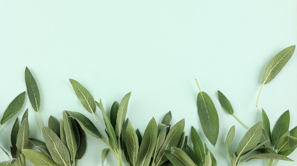 Bunch of fresh organic sage on green background