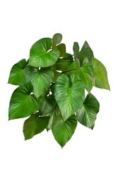 Green Leaf King of Hearts
